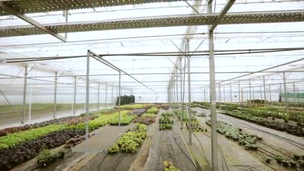 Всередині сучасної теплиці. Свіжий органічний салат, що росте в теплиці — стокове відео