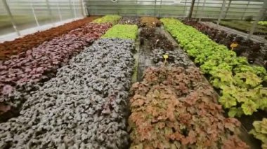 Yeşil salats ve modern sera sebze büyüyen.