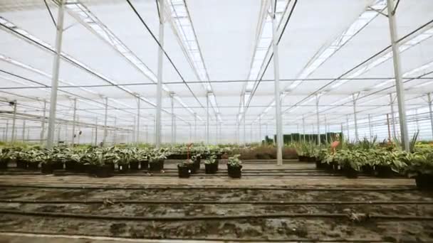 Lätta industriella växthus med jämna rader av växter släpper. Modernt jordbruk: växer i en automatiserad växthus. — Stockvideo