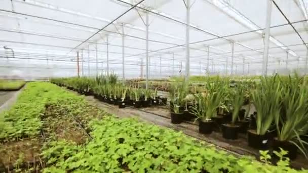 Large glass greenhouse with flowers. Growing flowers in greenhouses. Interior of a modern flower greenhouse. — Stock Video