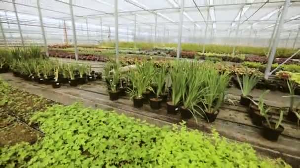 Gröna salats och grönsaksodling i moderna växthuset. — Stockvideo