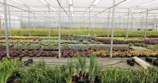 Grande serra di vetro con fiori. Coltivare fiori in serra. Interno di una serra di fiori moderna . — Video Stock