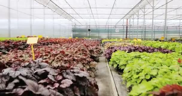 Invernadero industrial ligero con incluso filas de plantas en el interior. Agricultura moderna: crecer en un invernadero automatizado . — Vídeos de Stock