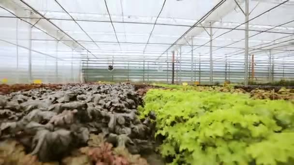 Grande serra di vetro con fiori. Coltivare fiori in serra. Interno di una serra di fiori moderna . — Video Stock