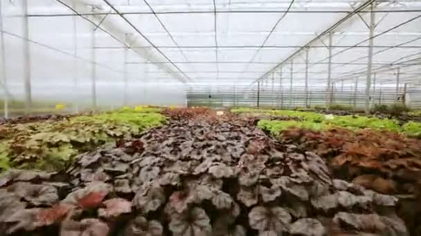 Lätta industriella växthus med jämna rader av växter släpper. Modernt jordbruk: växer i en automatiserad växthus. — Stockvideo