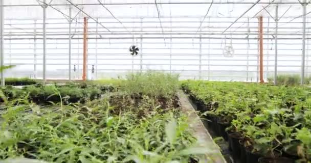 Licht industriële broeikasgassen met even rijen van planten binnen. Moderne landbouw: groeien in een geautomatiseerde kas. — Stockvideo