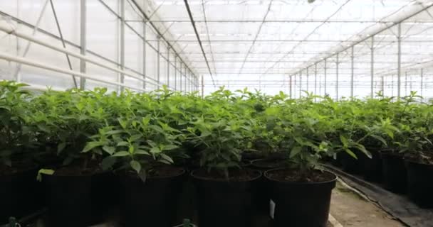 Cultivo de salats verdes y verduras en el invernadero moderno . — Vídeos de Stock