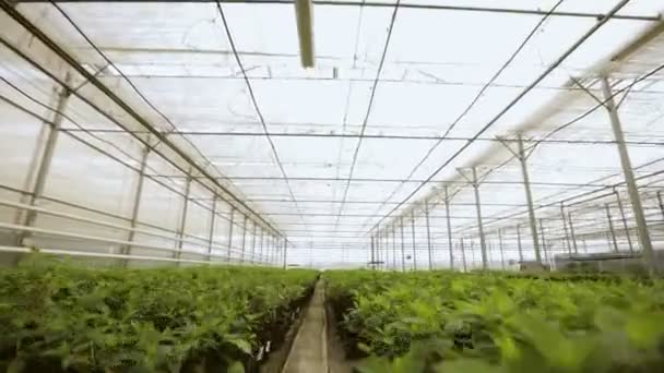 Licht industriële broeikasgassen met even rijen van planten binnen. Moderne landbouw: groeien in een geautomatiseerde kas. — Stockvideo