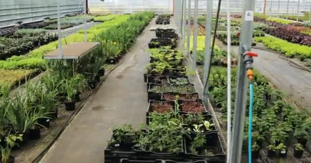 Lehké průmyslové skleník s sudé řádky rostlin uvnitř. Moderní zemědělství: pěstování v automatizované skleníku. — Stock video