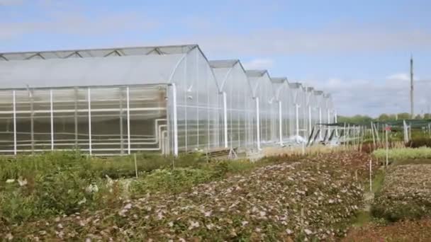 Hermosos invernaderos de plástico y verduras plantadas con huerta — Vídeos de Stock
