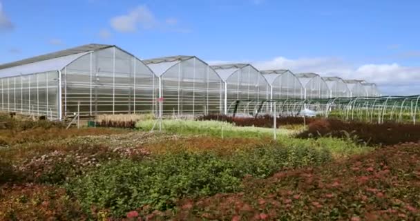 Big greenhouse with glass walls, foundations, gable roof, garden bed. horticultural conservatory for growing vegetable and flowers. Classic cultivate greenhouse gardening. Sunny day. — Stock Video