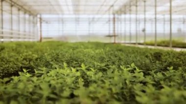 Taze organik marul bir serada büyüyen. modern sera içinde