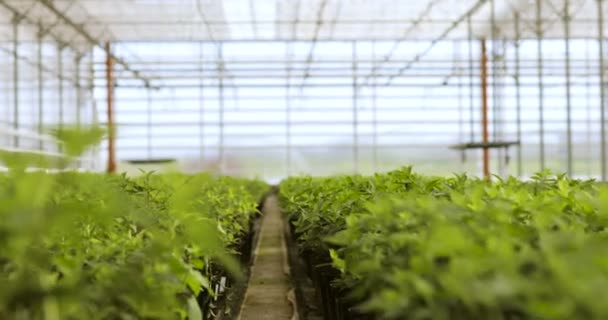 Fresh organic lettuce growing in a greenhouse. inside modern greenhouse — Stock Video