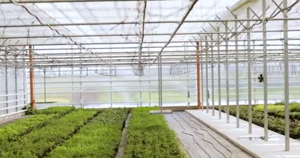 Свежий органический салат, растущий в теплице. внутри современной теплицы — стоковое видео