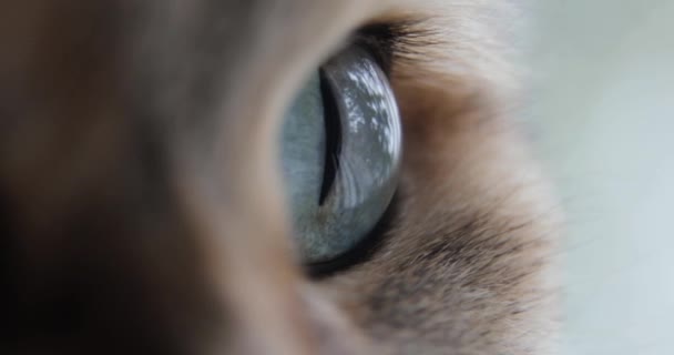 Kočka s velkým modré nebo zelené oči detail při pohledu na kameru. Britská kočka. — Stock video