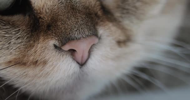 Cats Nose And Mouth Close-up. Golden British Cat. — Stock Video