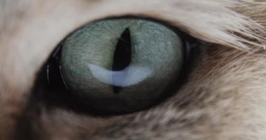 Kedi ile büyük mavi veya yeşil gözler yakın çekim At kamera. Altın İngiliz kedisi.