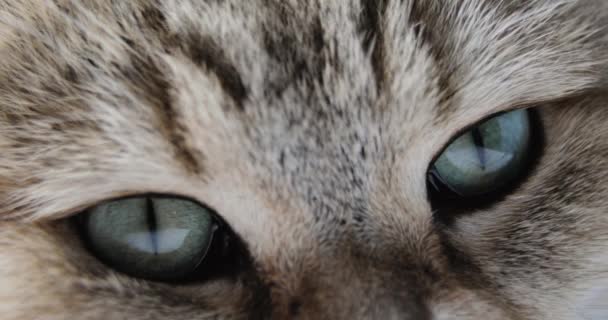 Крупный план Кошек с голубым зеленым глазом. Золотой британский кот. macro — стоковое видео