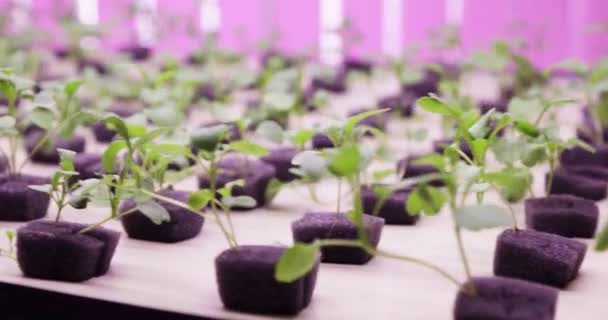 UV grow lights for growing plants. hydroponics Vegetable Farm. LED lights on for growing plants. — Stock Video