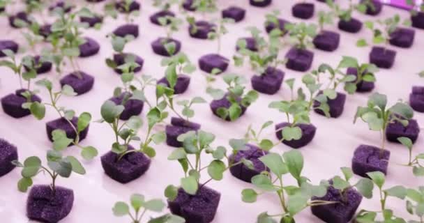 水で植物を育てる水耕栽培法。成長する植物を育てライトの紫外線 — ストック動画