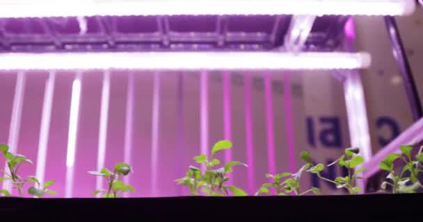 Método hidropónico de cultivo de plantas en agua. Luces de cultivo UV para plantas en crecimiento — Vídeo de stock