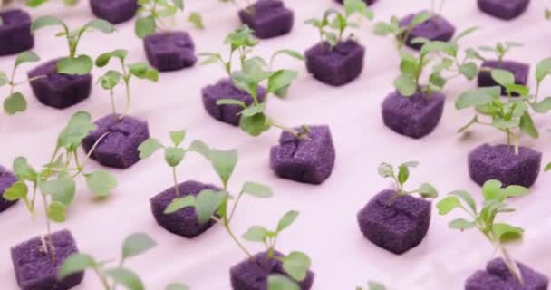 Hidroponikus módszer egyre növekvő növények, a víz. UV nő fények növekvő növények — Stock videók