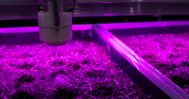 Automatisches Pflanzen und Bewässern von Pflanzen im Gewächshaus. moderne Robotertechnologien. — Stockvideo