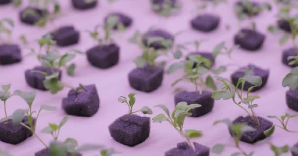 水で植物を育てる水耕栽培法。成長する植物を育てライトの紫外線 — ストック動画