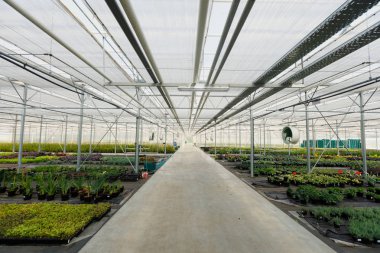 çiçek yetiştirme yeşil bir evde. Üretim çiçekler. Bitkiler kırpma sera içinde.