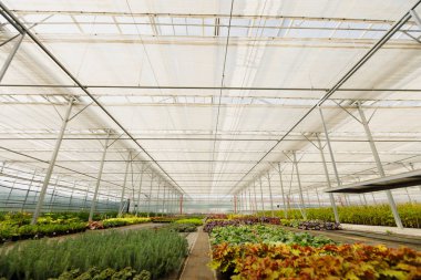 çiçek yetiştirme yeşil bir evde. Üretim çiçekler. Bitkiler kırpma sera içinde.