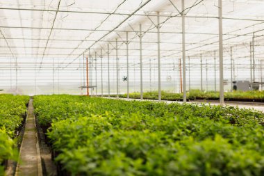 Çok renkli süs bitkiler, çalılar ve çiçekler iklim kontrol sistemi ile modern sera bahçe yetiştirilen.