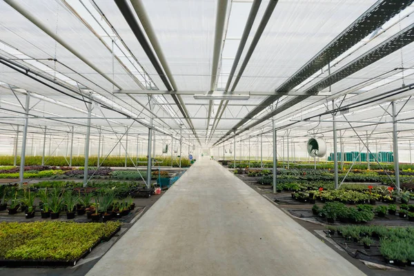 çiçek yetiştirme yeşil bir evde. Üretim çiçekler. Bitkiler kırpma sera içinde.