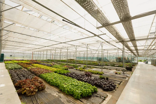 Piante ornamentali multicolori, arbusti e fiori coltivati per il giardinaggio in serra moderna con sistema di climatizzazione . — Foto Stock