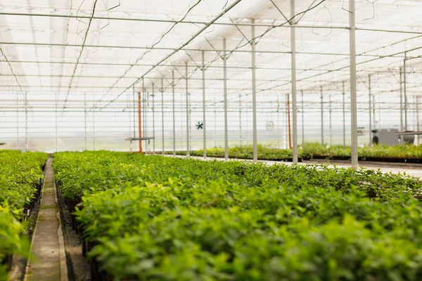 Çok renkli süs bitkiler, çalılar ve çiçekler iklim kontrol sistemi ile modern sera bahçe yetiştirilen.