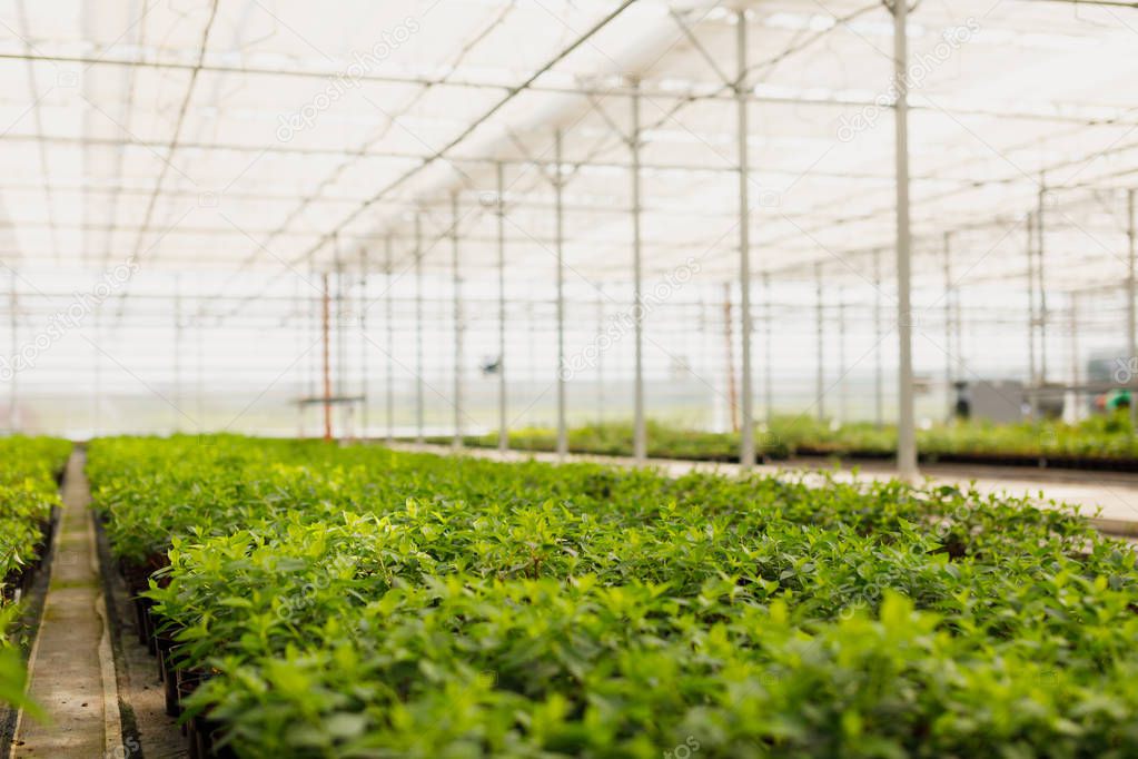 flowers cultivation in a green house. Production flowers. Plants crop in greenhouse.