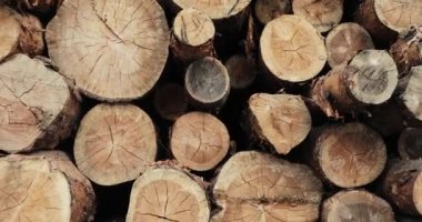 Orman çam ağaçlarının gövdeleri günlük ahşap işleme sanayi tarafından kesilen oturum. Orman site günlükleri. ağaç gövdeleri kesilmiş. 4k