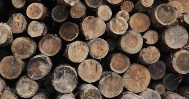 Troncos de troncos de troncos de madera de pinos forestales talados por la industria maderera. talado troncos de árboles. 4K — Vídeo de stock