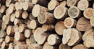 Orman çam ağaçlarının gövdeleri günlük ahşap işleme sanayi tarafından kesilen oturum. Orman site günlükleri. ağaç gövdeleri kesilmiş. 4k