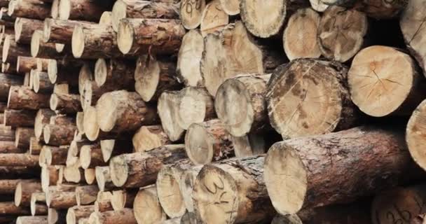 Site d'exploitation forestière. troncs d'arbres abattus dans la forêt 