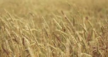 Buğday alan rüzgar tarafından okşadı. Buğday kulaklarını kapat. 4k