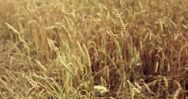 Campo de trigo acariciado por el viento. Orejas de trigo cerca. 4K — Vídeos de Stock