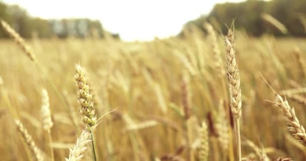 Campo de trigo acariciado por el viento. Orejas de trigo cerca. 4K — Vídeo de stock