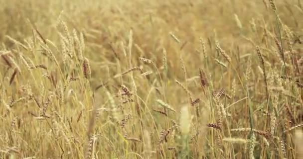 Campo di grano accarezzato dal vento. Orecchie di grano da vicino. 4K — Video Stock