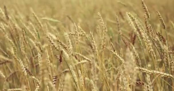 Campo de trigo acariciado por el viento. Orejas de trigo cerca. 4K — Vídeos de Stock