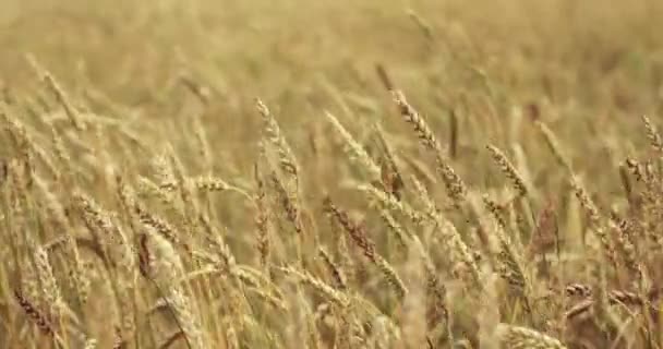 Campo di grano accarezzato dal vento. Orecchie di grano da vicino. 4K — Video Stock