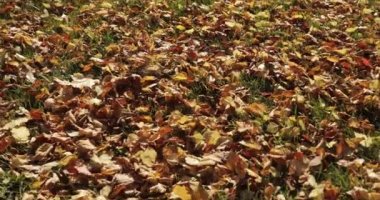 Düşen ve güneş parlıyor sonbahar yaprakları yaprak. Güzel manzara arka plan.