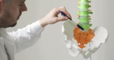Doktor omurga anatomik modeli nde pelvik kemikler ve omurga işaret ediyor.