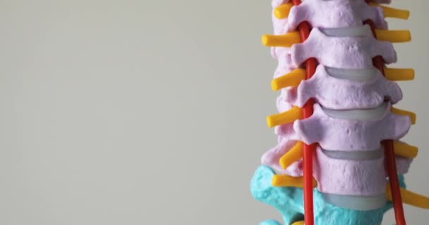 Equipo educativo modelo de columna vertebral sobre fondo blanco . — Vídeos de Stock