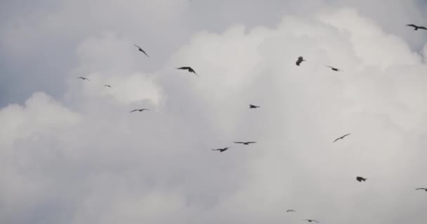 Många kråkor flock fåglar flyger i grumlig himmel. — Stockvideo