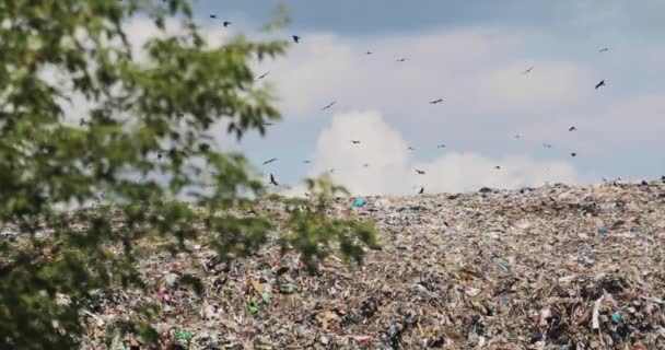 Fugler som flyr over søppeldynger i den tredje verden, i ikke-gjenvinningsfylke . – stockvideo